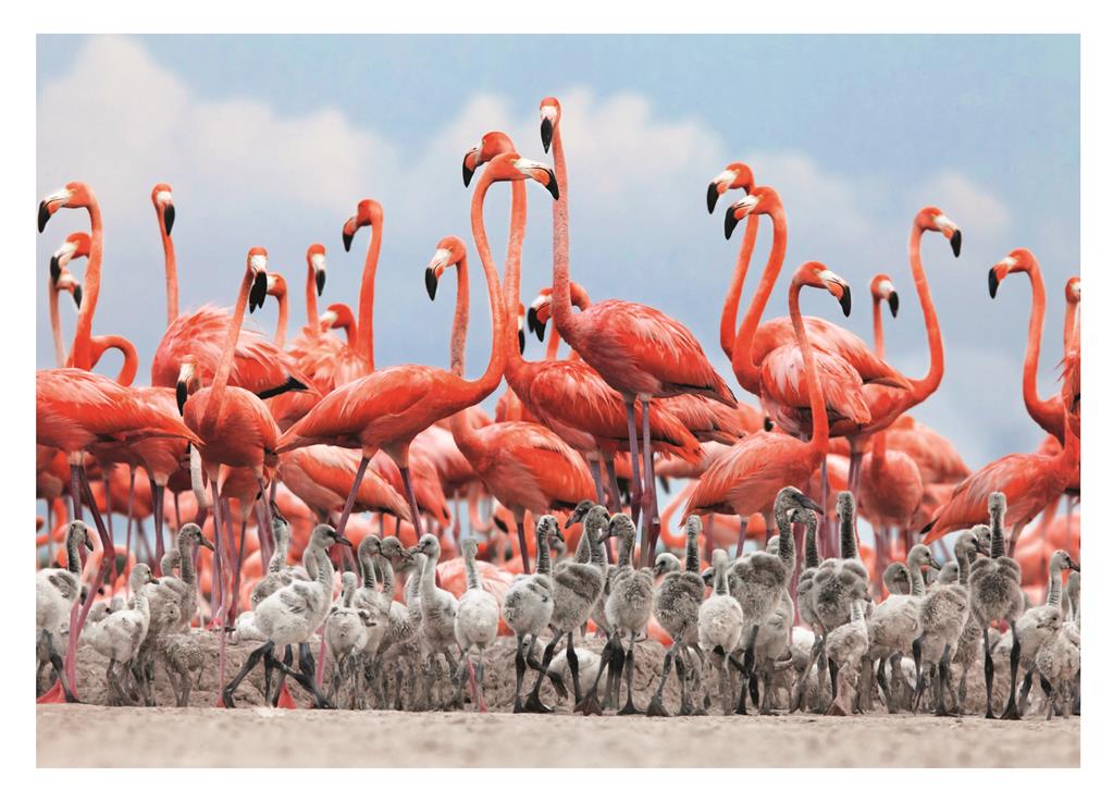Dino pusle 500 tk. Flamingo