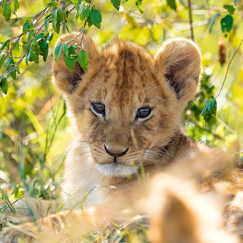 ravensburger_puzzle_3x49_pc_wild_nature_056668V_1