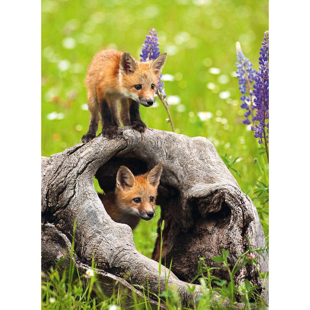 Ravensburger pusle 300 tk Uudishimulikud rebased