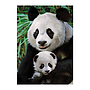dino_pusle_1000_tk._53256D_1