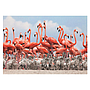 dino_pusle_500_tk._flamingo_50250D_3