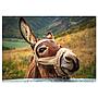 dino_pusle_500_tk_eesel_50248D_1
