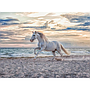 pusle_500_tk_hobune_rannas_165865V_1