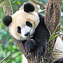 ravensburger_puzzle_3x49_pc_wild_nature_056668V_2