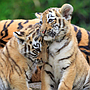 ravensburger_puzzle_3x49_pc_wild_nature_056668V_3