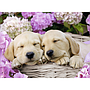 ravensburger_pusle_300_tk_kutsud_korvis_132355V_1