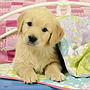 ravensburger_pusle_3x49_tk_kutsud_080656V_1