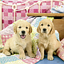 ravensburger_pusle_3x49_tk_kutsud_080656V_2