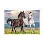 dino_pusle_500_tk_armastavad_hobused_50278D_1