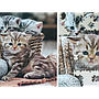 tactic_pusle_1000_tk_armsad_kassipojad_56803T_1