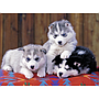 ravensburger_pusle_200_tk_huskid_128235V_1