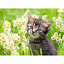 ravensburger_pusle_500_tk:_kass_aias_12000367V_1